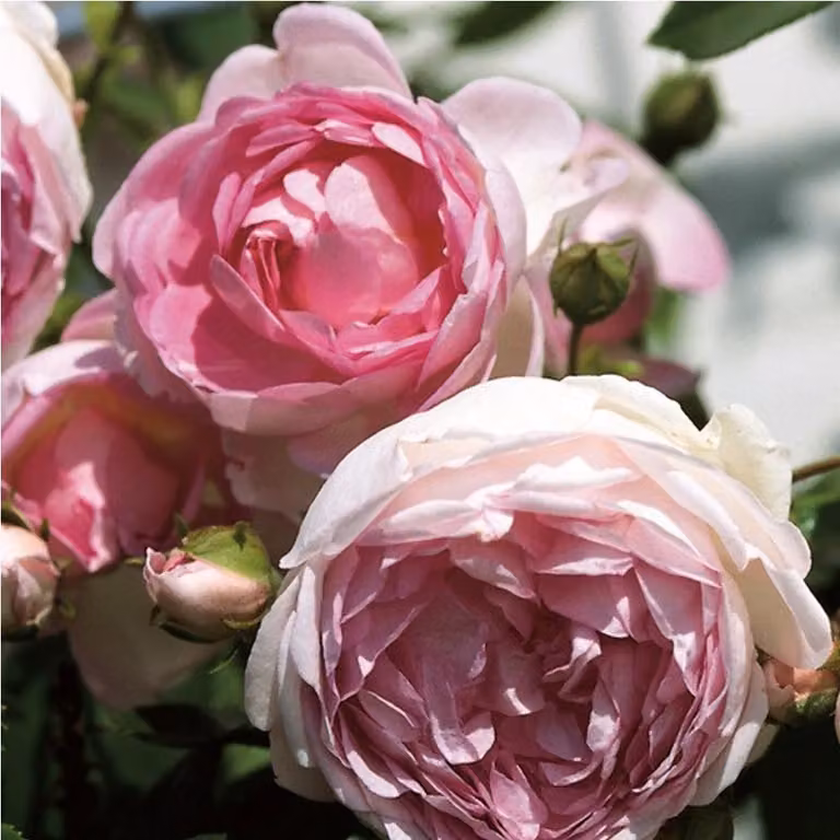 2 x Rosa - Rosa rampicante Kordes - Rosa 'Jasmina'®