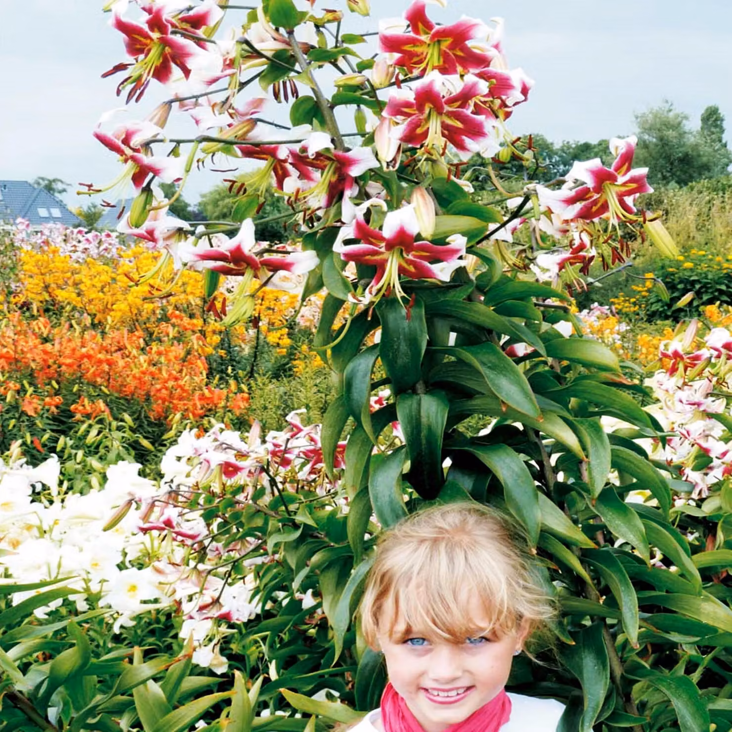 Gigli Bulbi da fiore Fiori Giglio d'albero Beverly Dreams 1 pz.