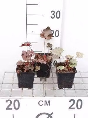 6 x Heuchera hybr. 'Black Beauty'® - campanula viola - vaso 9 x 9 cm