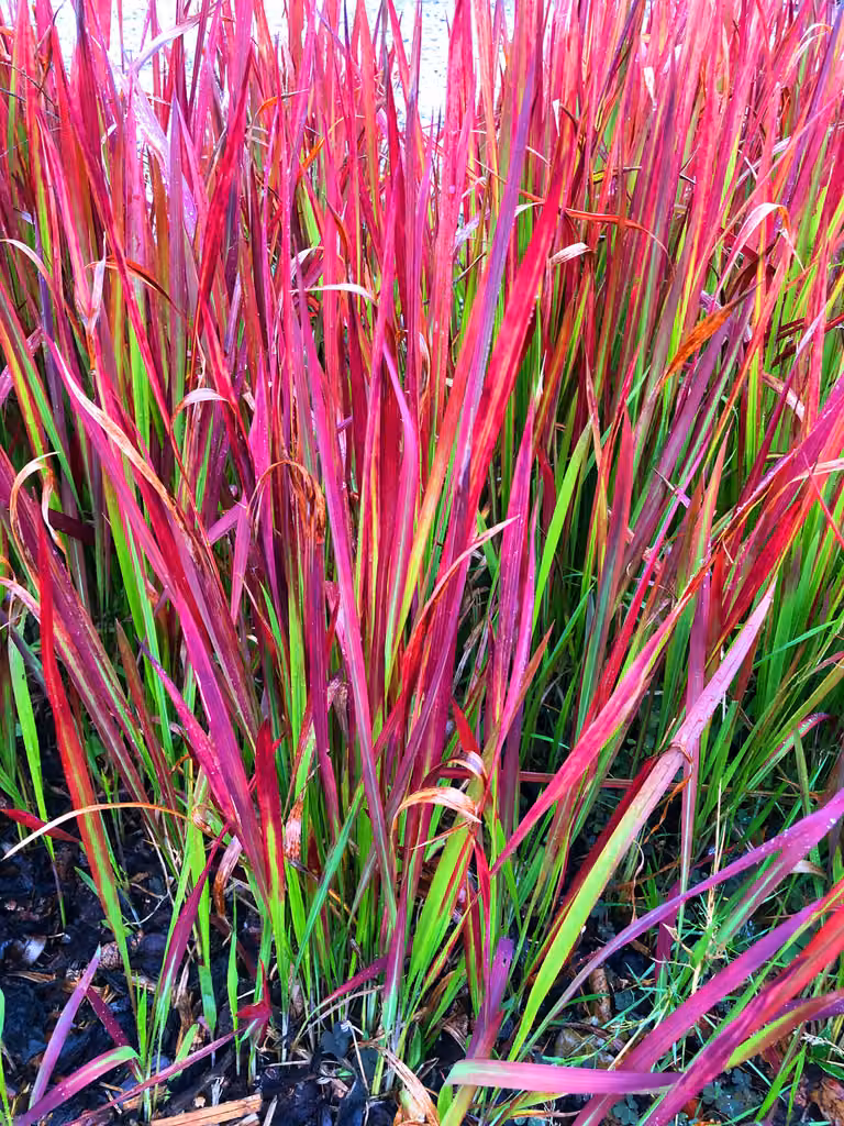 6 x Imperata cyl. 'Red Baron' - Erba sanguigna Red Baron - Vaso 9 x 9 cm