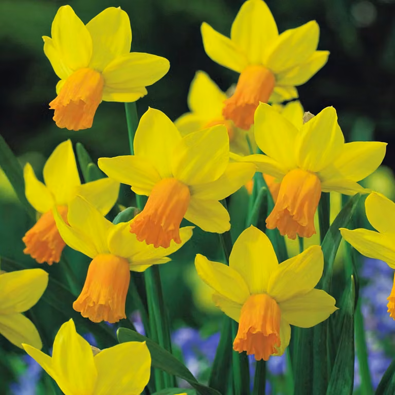Bulbi di narciso Bulbi di fiori Botanical Daffodil Jetfire 5 pz.