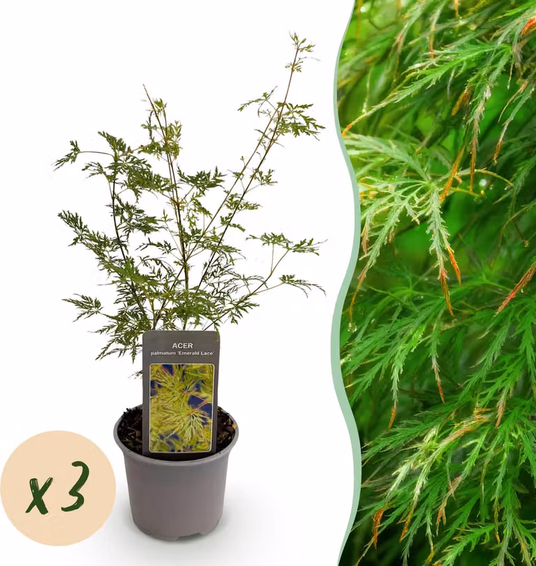 Acer palmatum Emerald Lace - Verde - 3 piante - Deciduo - Bassa manutenzione - 25-35cm - Ø12cm - Pianta da giardino