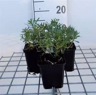 6 x Iberis sempervirens - Fiore a nastro - vaso 9 x 9 cm
