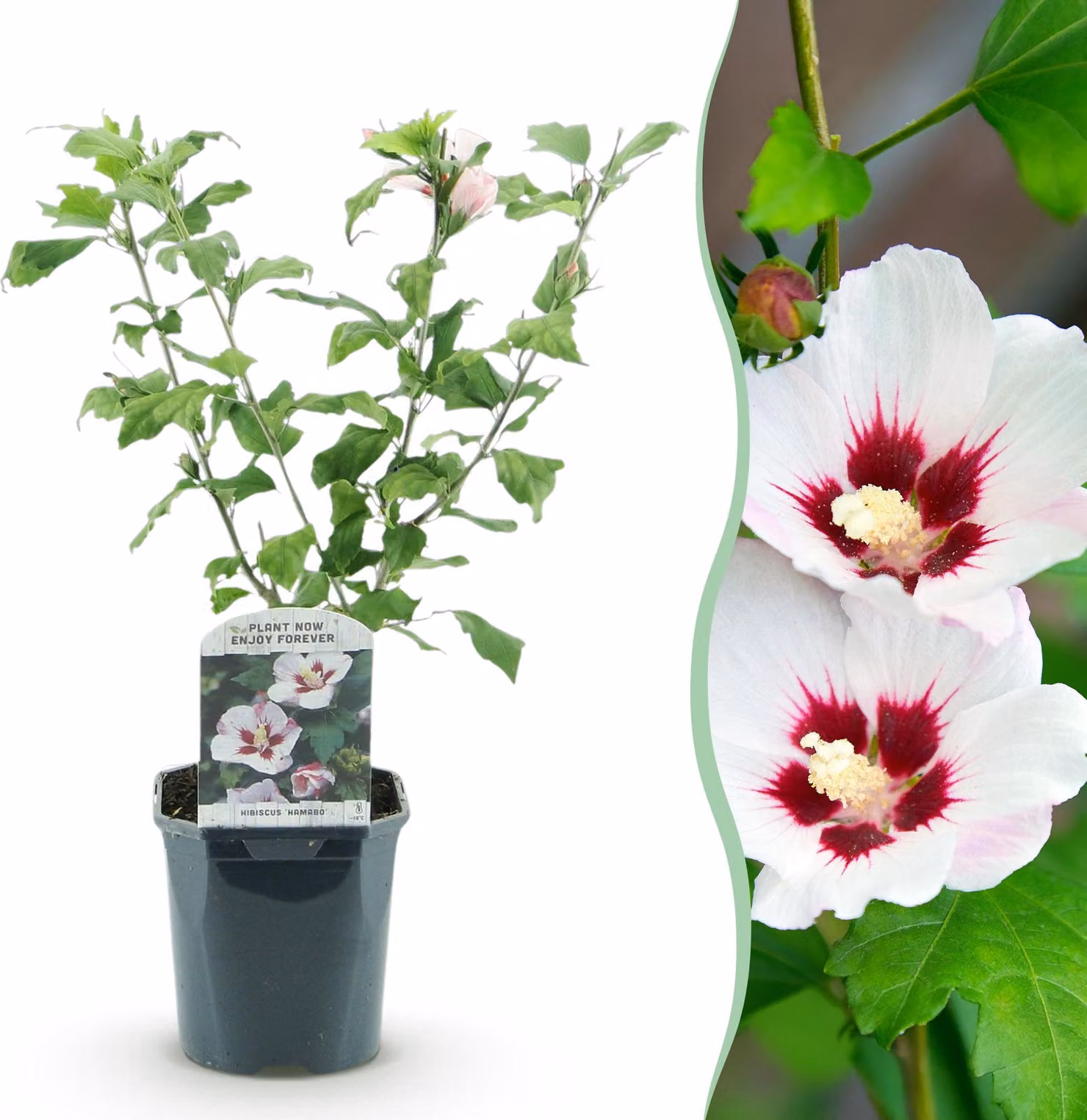 Arbusti - Hibiscus syriacus Hamabo - Fiore rosa chiaro - 1 Pianta - Deciduo - Bassa manutenzione - 35-45cm - Ø18cm - Pianta da giardino