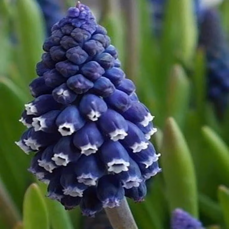 Bulbi di fiori di Muscari Bulbi di fiori di giacinto d'uva Joyce Spirit 10 pz.
