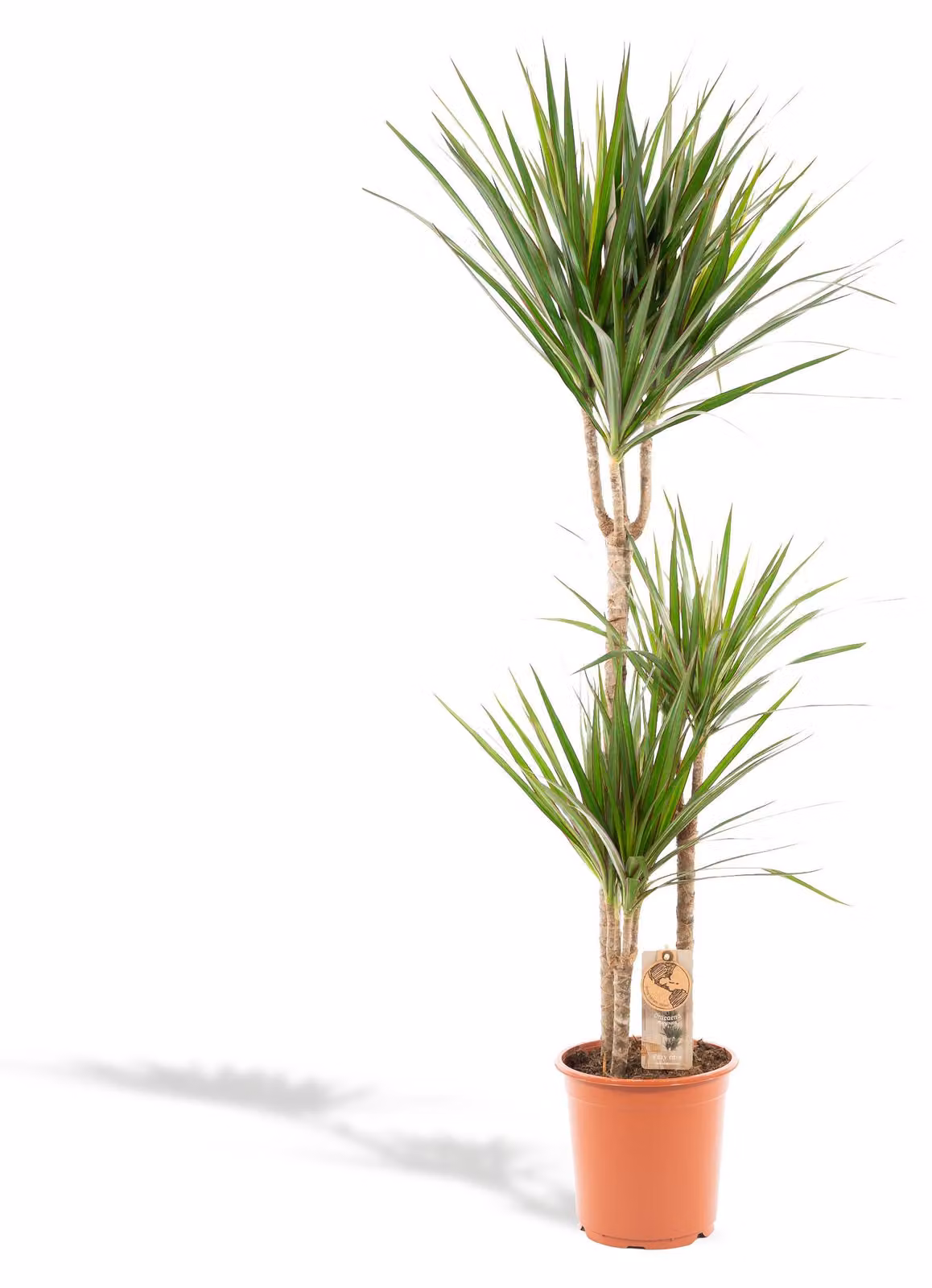 Drago Marginata - Ø21cm - ↕120cm
