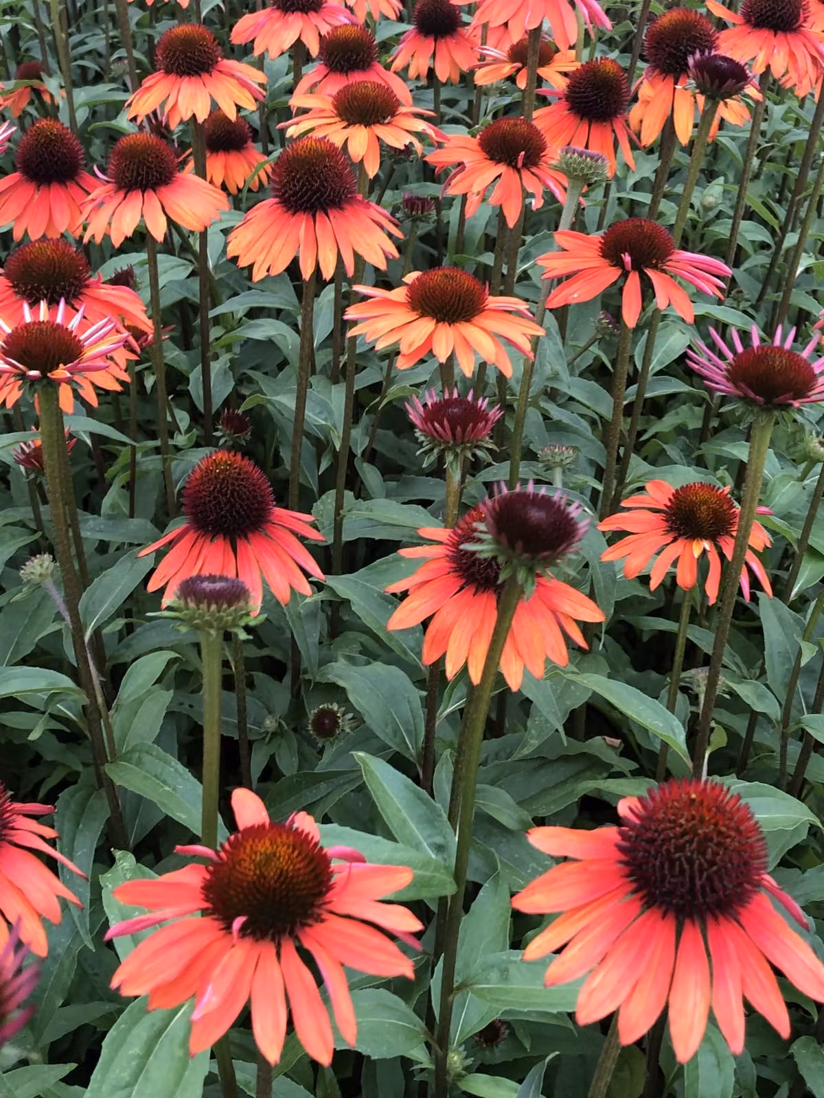 6 x Echinacea purp. 'Hot Summer' - Sonnenhut - Topf 9x9 cm
