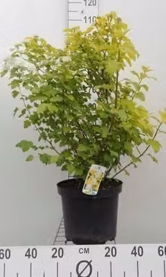 Physocarpus opulif. 'Dart's Gold' - Vescica gialla 60-80 cm - Contenitore