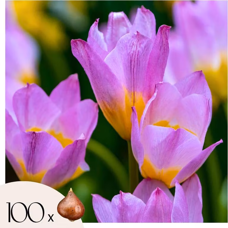 Bulbi di tulipano - 100 Pezzi - Tulipa bakeri 'Lilac Wonder' - Bulbi di fiori