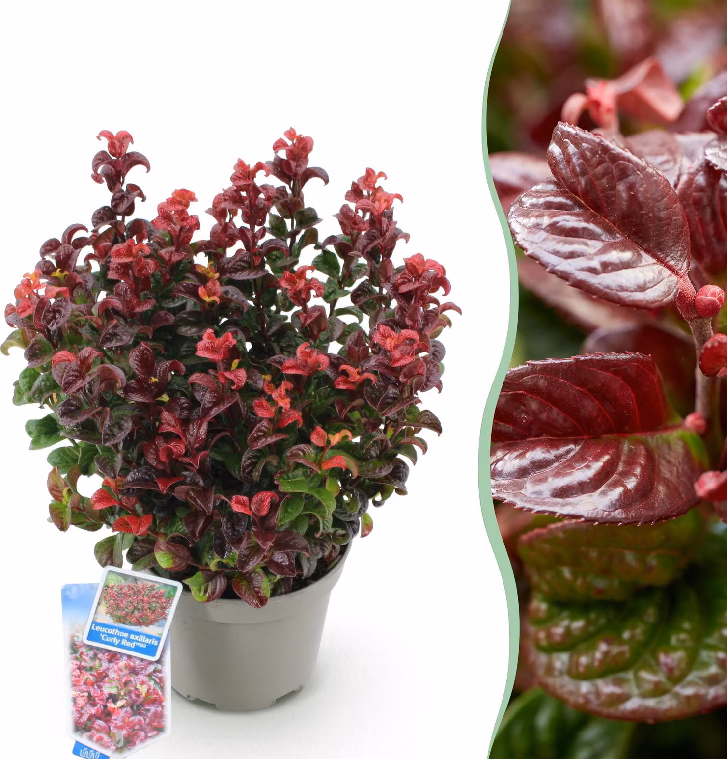 Leucothoe Curly Red - Rossa - Sempreverde - Bassa manutenzione - 30-40cm - Ø17cm - Pianta da giardino
