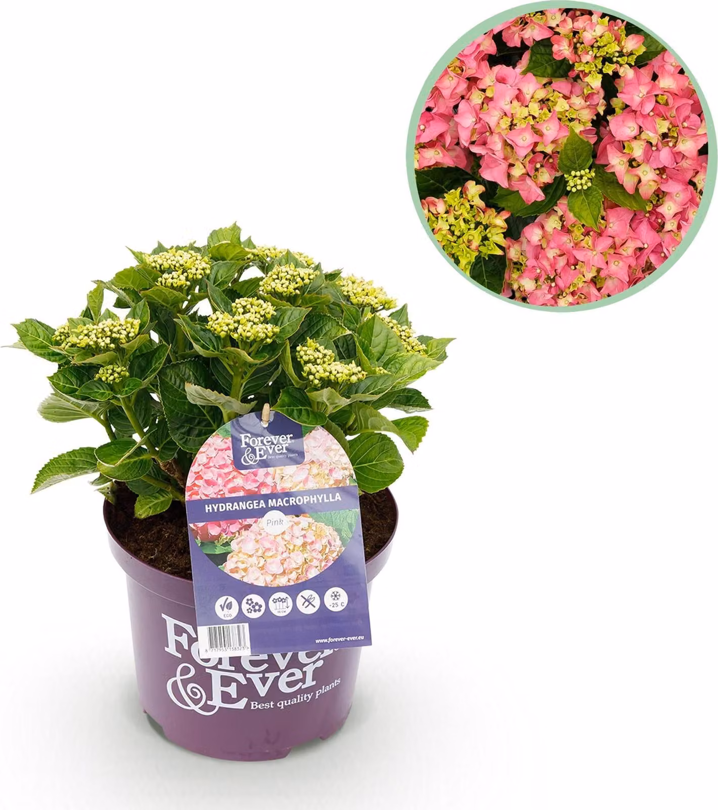 Ortensia Hydrangea macrophylla Forever & Ever Rosa - Pianta da balcone - 7-12