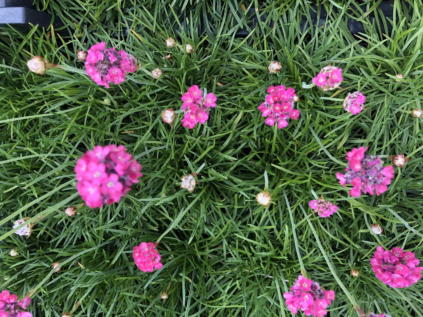 6 x Armeria maritima 'Splendens' - Erba inglese in vaso 9x9 cm