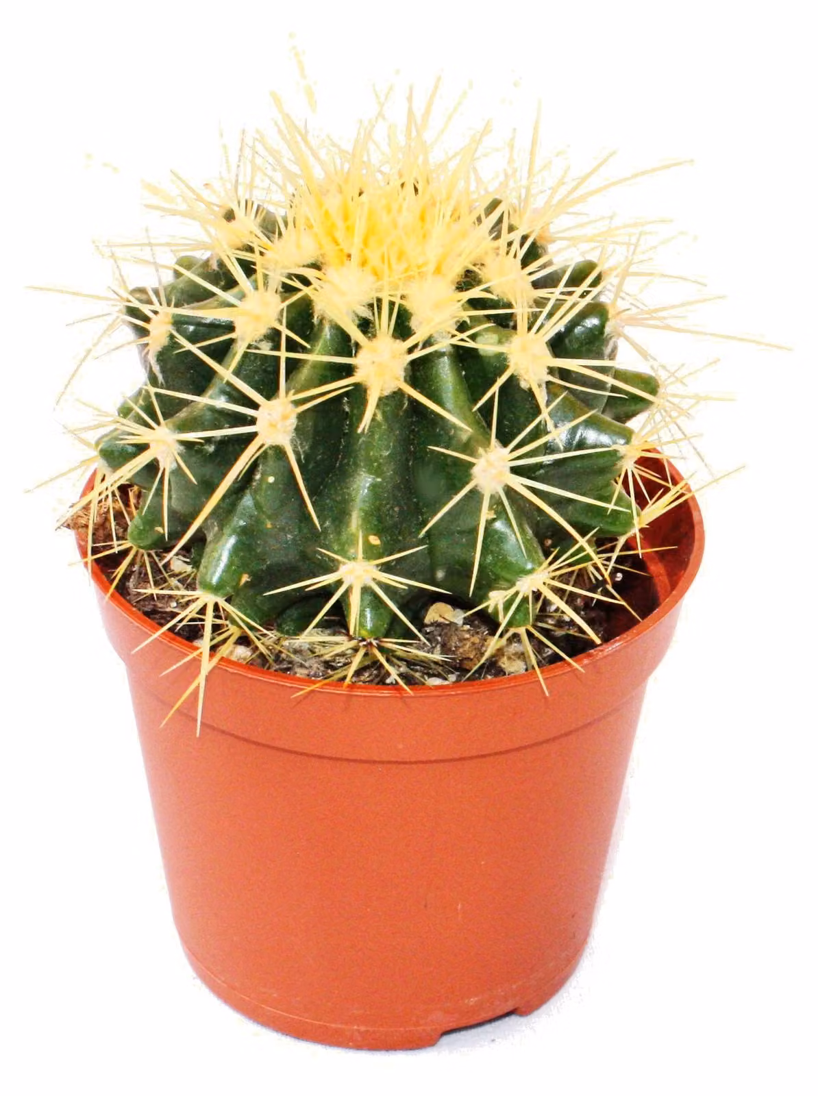 Echinocactus grusonii - sedia suocera - in vaso da 5,5 cm