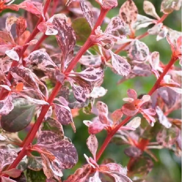 2 piante di Berberide - Berberis thunbergii 'Harlequin' | 30-40 cm, in vaso