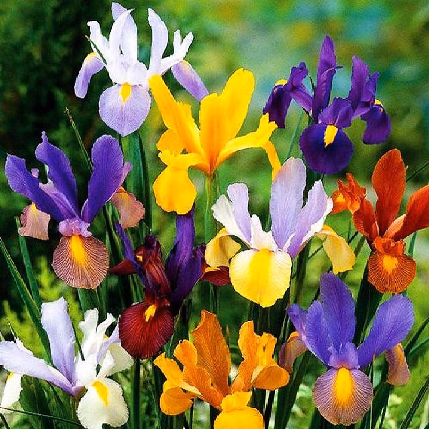 Iris Iris olandese Mix 10 bulbi di iris iris