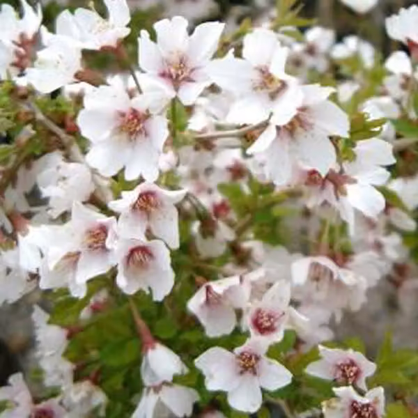 Ciliegio giapponese 'Kojou-No-Mai' (Prunus incisa) | 30-40 cm, in vaso