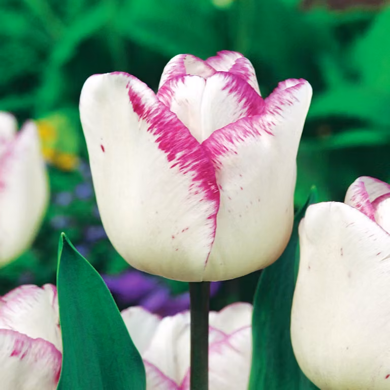 Tulipani Bulbi Bulbi Fiori Tulipano trionfo Shirley 5 pz.