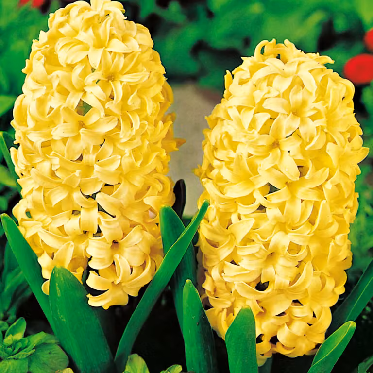 Bulbi di giacinto Bulbi di fiori Hyacinthus giallo XXL 3 pz.