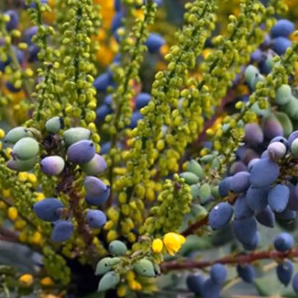 Mahonia - Mahonia media 'Charity' | 50-60 cm, in vaso
