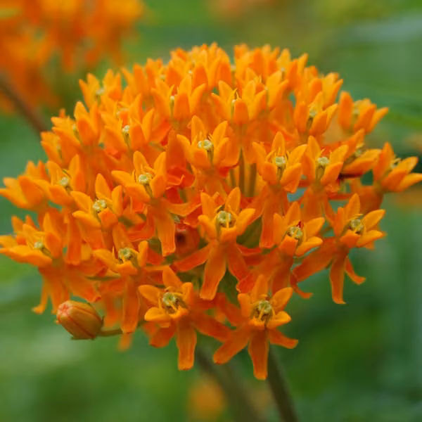6 piante di Asclepias tuberosa (con foglie nodose) | Vaso da 9x9 cm