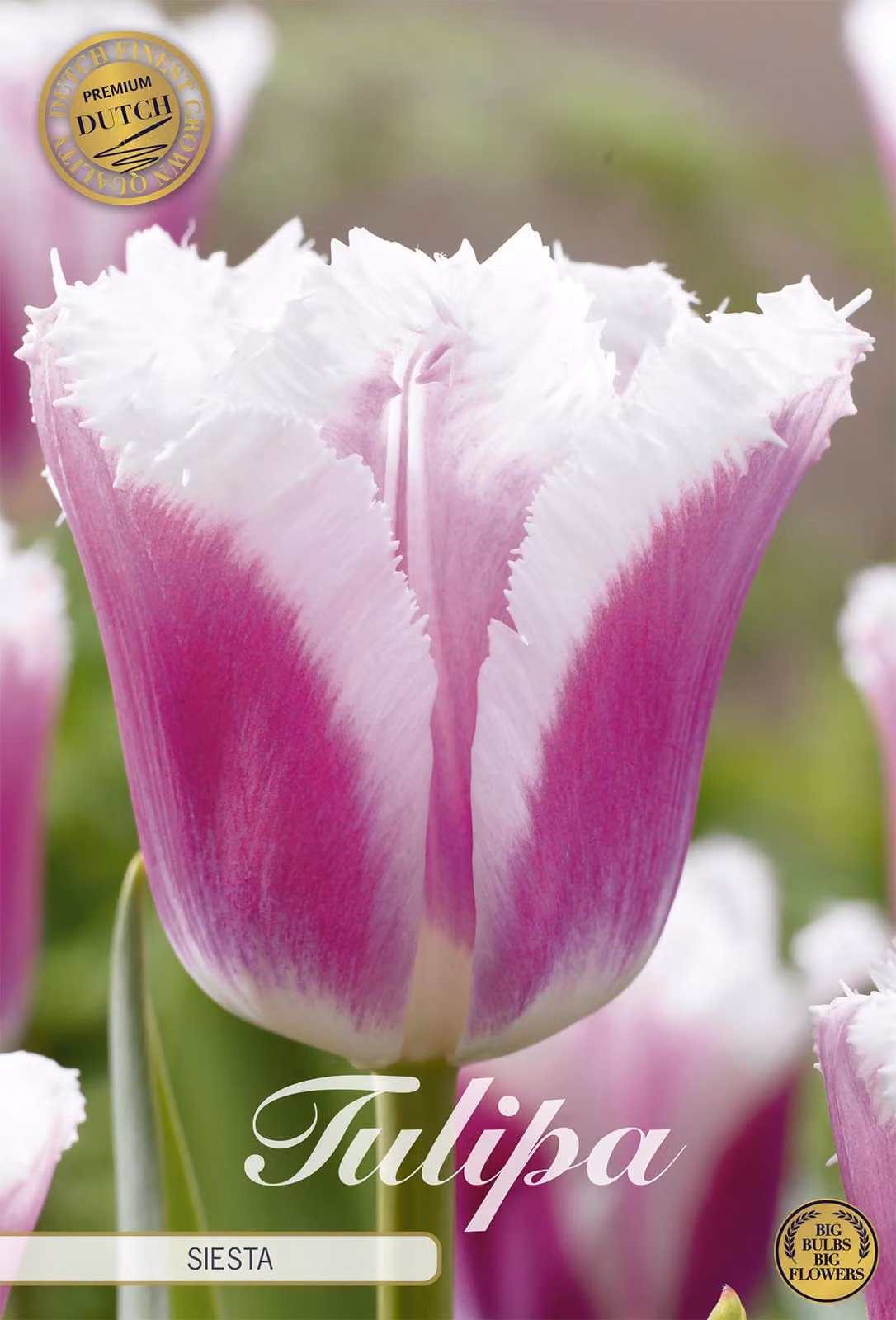 Fransen - Siesta (Premium) - Tulipa