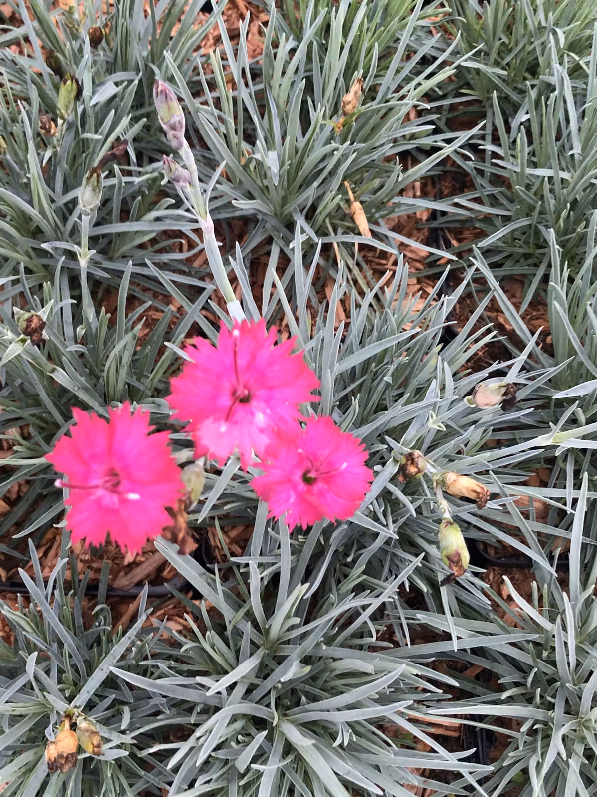 6 x Dianthus grat. 'Badenia' - Garofano peonia - vaso 9x9 cm