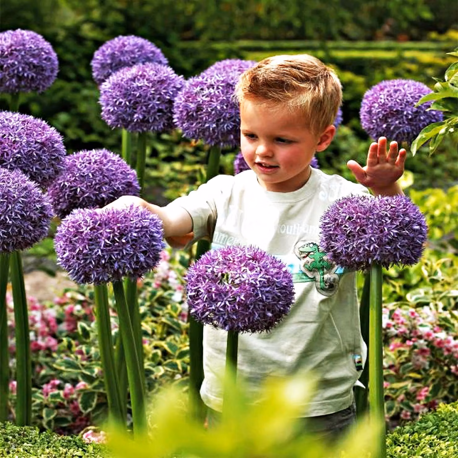 Bulbi da fiore Bulbi Porro ornamentale Allium Ambassador 1 pz.