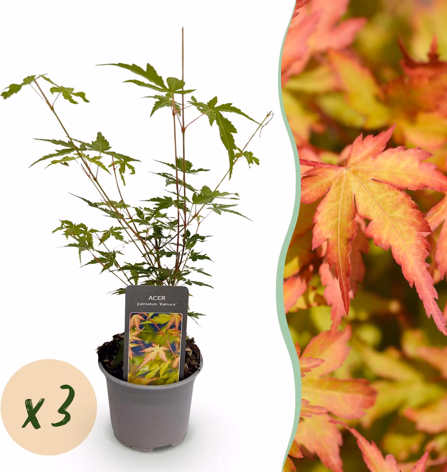 Acer palmatum Sangokaku - Verde - 3 piante - Deciduo - Bassa manutenzione - 25-35cm - Ø12cm - Pianta da giardino