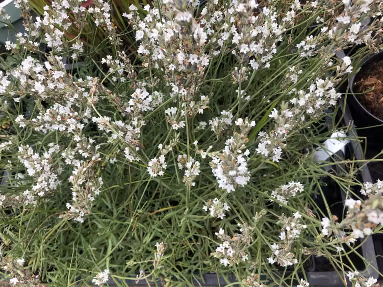 6 x Lavandula intermedia 'Edelweiss' - Lavanda in vaso 9 x 9 cm