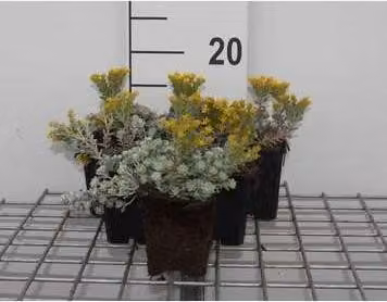 6 x Sedum spath. cape Blanco' - Foglia grassa - vaso 9 x 9 cm