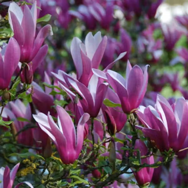 Magnolie - Magnolia liliiflora 'Nigra' | 50-60 cm in vaso