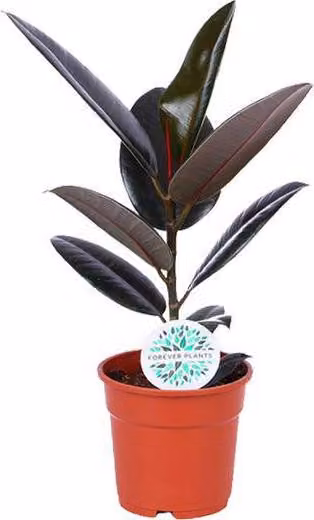 Ficus elastica «Abidjan», pianta da appartamento, Ø17cm, altezza 55cm, facile
