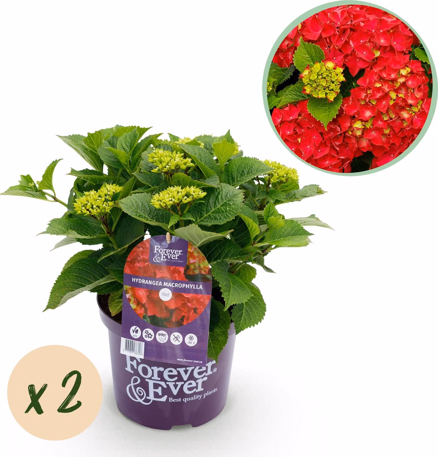 Ortensia - Hydrangea Forever & Ever - Rosso - 7-12 Fiori - 2 Piante - Pianta da terrazzo - 40-55cm - Ø23cm - Pianta da giardino