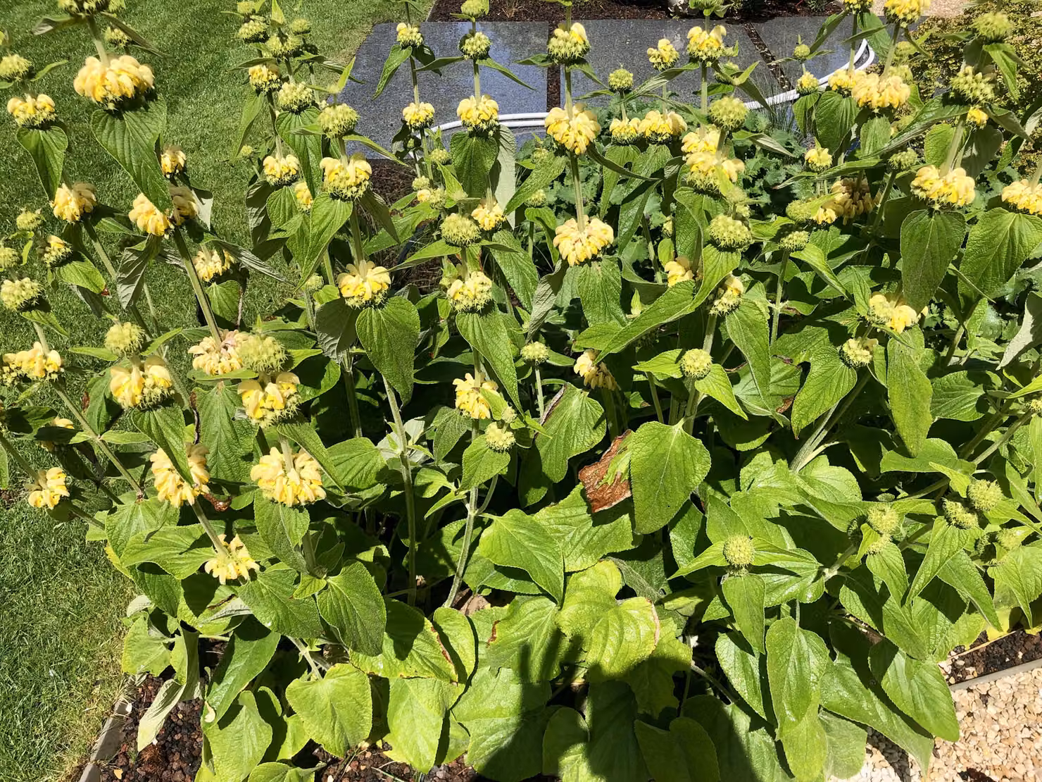 6 x Phlomis russeliana - Erba di fuoco in un vaso 9 x 9
