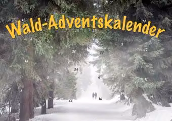 Attraverso il bosco nel periodo dell'Avvento