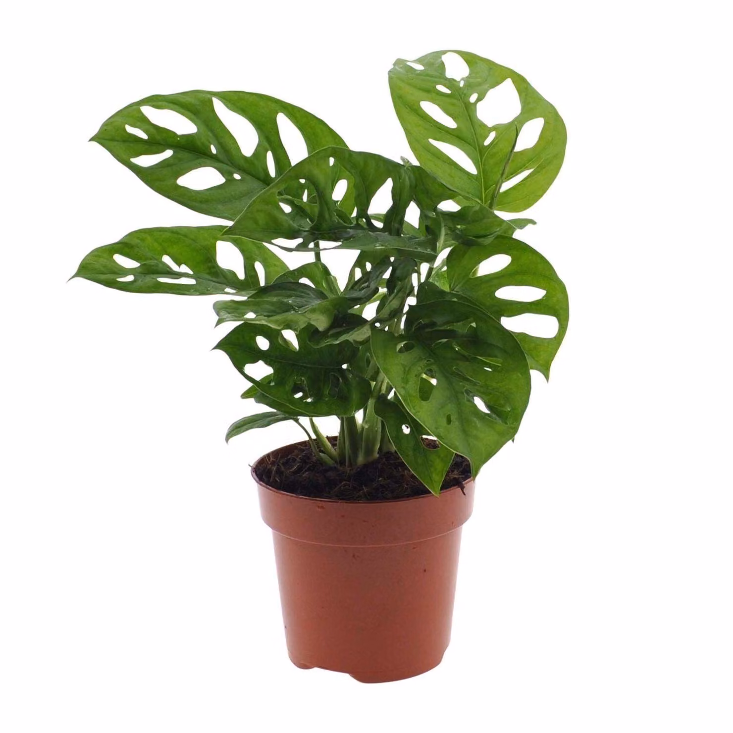 Monstera Monkey Leaf (pianta con foro) - Ø12Cm - ↕30Cm