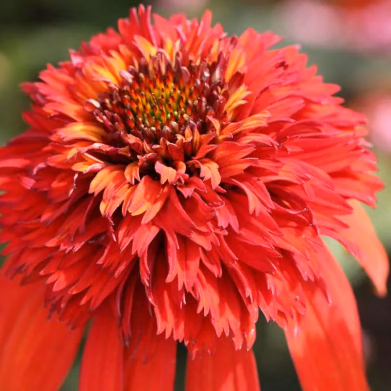 6 x Echinacea purpurea 'Hot Papaya'® (fiori simili a girasoli) | Vaso da 9x9 cm