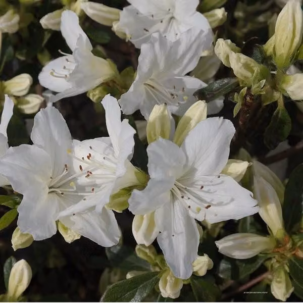 Azalea bianca - Azalea japonica | 25-30 cm in vaso