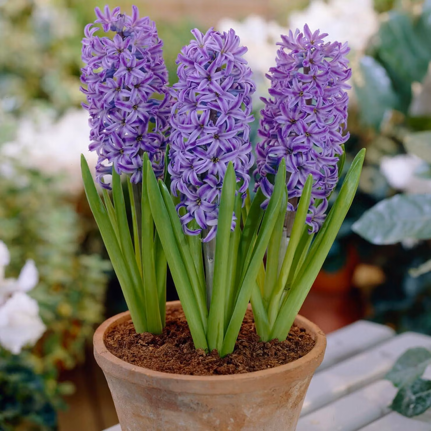 Bulbi di giacinto, resistenti al freddo invernale, perenni - Varietà "Blue Jacket" - 15 bulbi - Bulbi profumati - 3 colori - Piante provenienti dall'Olanda - Adatti per giardino, vaso o terrario (bulbi di grandi dimensioni, senza semi)