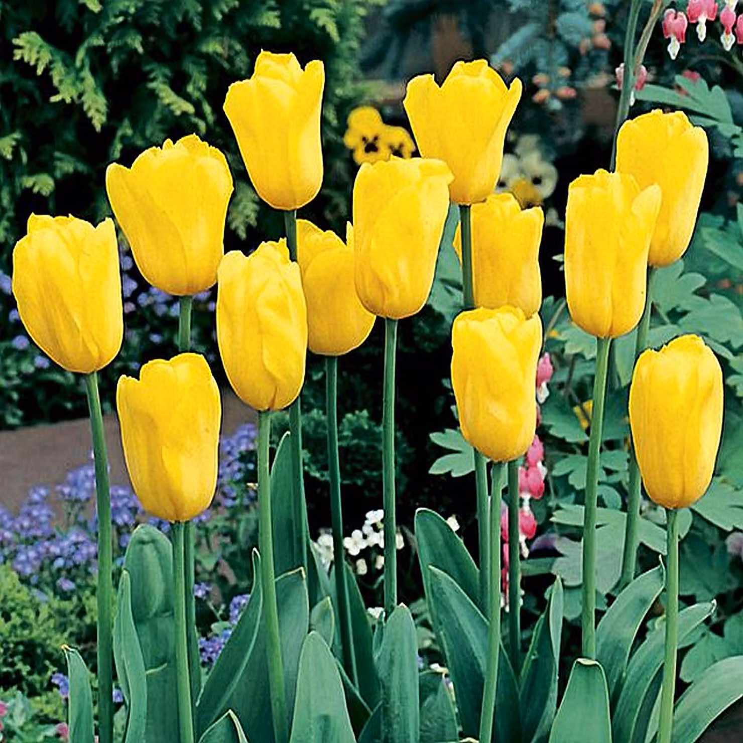 Tulipani Bulbi di tulipani Bulbi di fiori Fiori di tulipano giallo 5 pz.