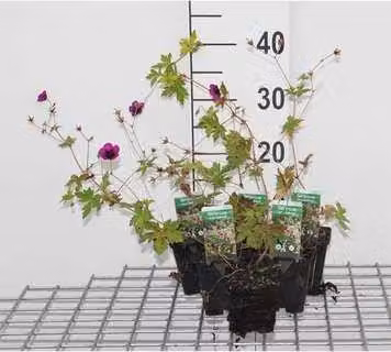 6 x Geranium hybr. 'Ann Folkard' - Cranesbill - vaso 9 x 9 cm