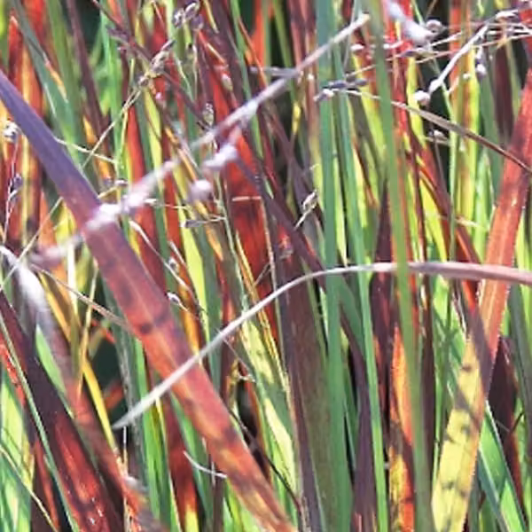 6 piante di Panicgrass 'Heiliger Hain' (Panicum virgatum 'Heliger Hain') | Vaso da 9x9 cm