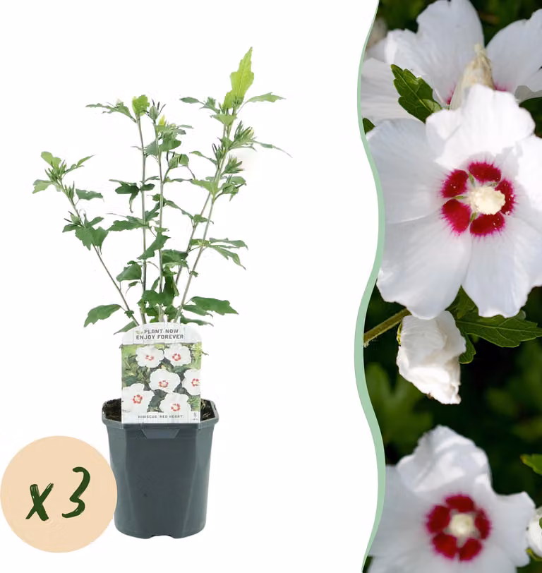 Hibiscus syriacus Red Heart - Ibisco da giardino - Resistente - Bianco - Rosso - 3 piante - 35-45cm - Ø17cm - Pianta da giardino