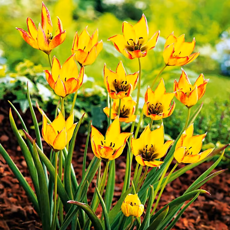 Tulipani Bulbi Fiori Botanici Tulipano Orphanidea Flava 5 pz.