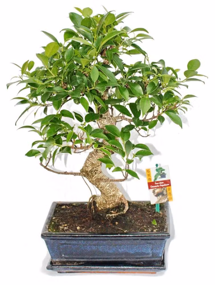 Bonsai di fico cinese - Ficus retusa - circa 10 anni