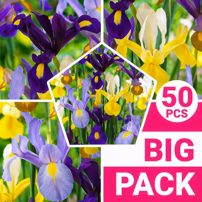 Gladioli resistenti al freddo, piante perenni - Collezione di Iris olandesi, bulbi da fiore - 50 bulbi - Piante provenienti dall'Olanda, adatte per giardino e vaso (bulbi di grandi dimensioni, non semi)