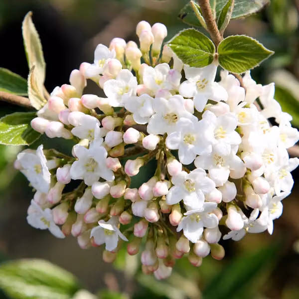 Ostereschneeball - Viburnum burkwoodii | 60-80 cm in vaso