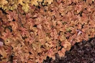 6 x Heucherella hybr. 'Sweet Tea'® - fiore di schiuma bastarda - vaso 9 x 9 cm