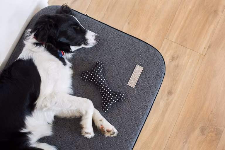 DOTTY Materasso ortopedico per cani, memory foam VISCO Letto ortopedico per cani Colore Grafite Taglia M (90 cm x 60 cm)
