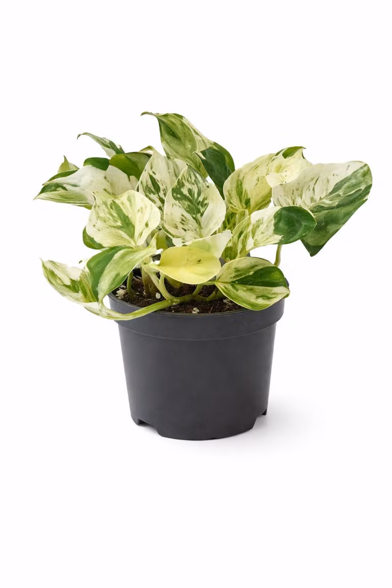 Epipremnum Happy Leaf vaso da 20 cm circa - Pianta d'appartamento di facile cura per la casa, vaso per edera, pianta decorativa per giardino interno